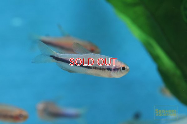 画像6: インパイクティス SP. スーパーケリー WILD