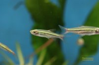 金線ラスボラ（Borapetensis）