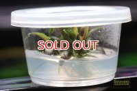 水草 ブセファランドラ sp.レッドミニ(ミニTCカップ)