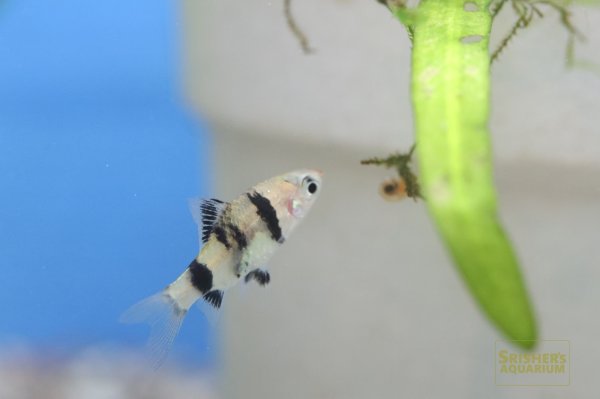 画像3: ブラックルビー　