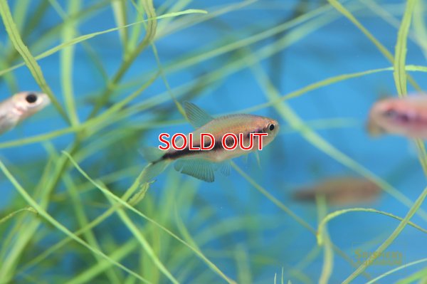 画像3: インパイクティス SP. スーパーケリー WILD