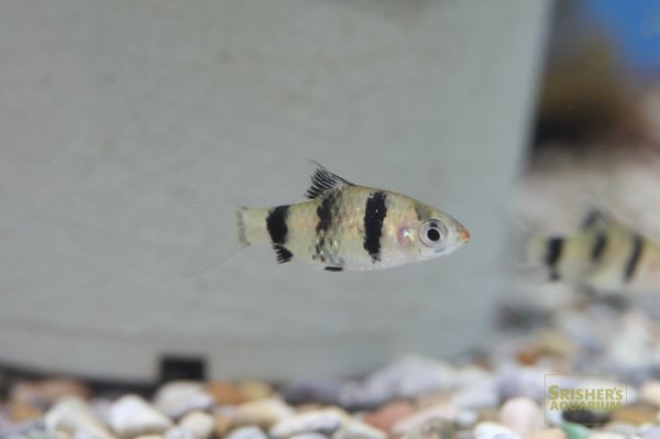 画像4: ブラックルビー　