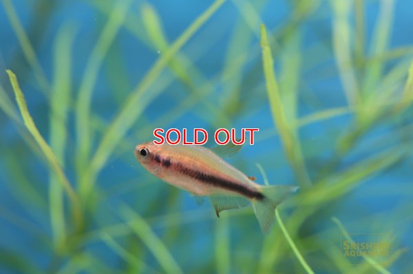 画像4: インパイクティス SP. スーパーケリー WILD