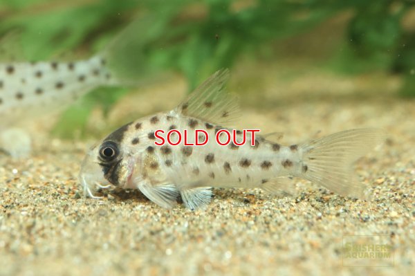 画像4: コリドラス ビッグスポットアトロペルソナータス