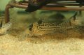 コリドラス　ニューインコリカーナ