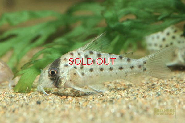 画像5: コリドラス ビッグスポットアトロペルソナータス