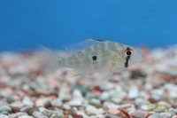 アカリクティス　ヘッケリー WILD