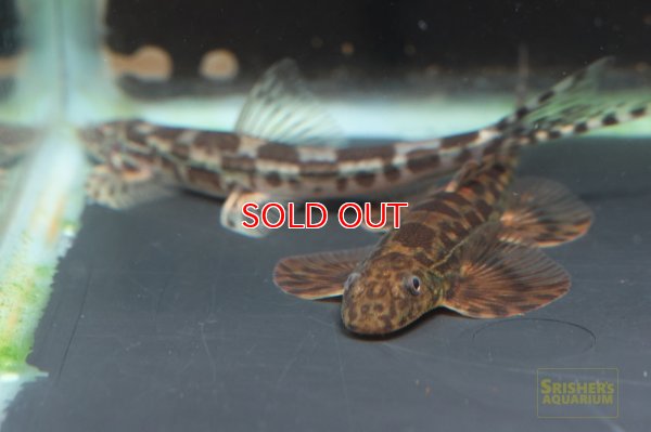 画像4: ギラファリザードフィッシュ（SM)