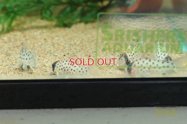 画像6: コリドラス ビッグスポットアトロペルソナータス