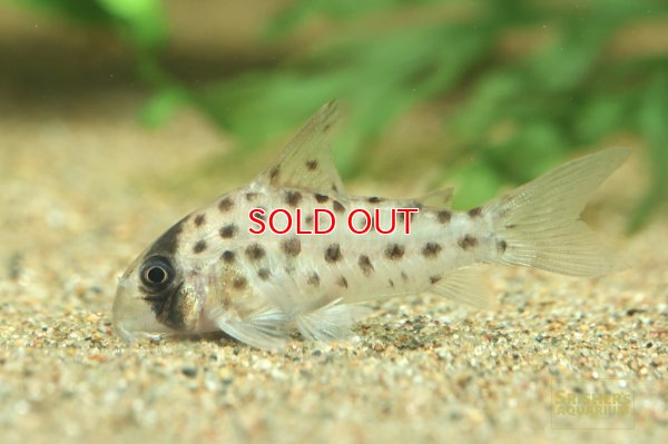 画像3: コリドラス ビッグスポットアトロペルソナータス