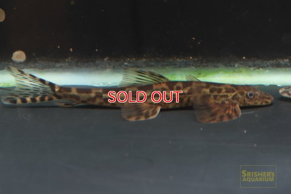 画像3: ギラファリザードフィッシュ（SM)