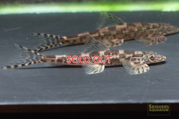 画像1: ギラファリザードフィッシュ（SM)