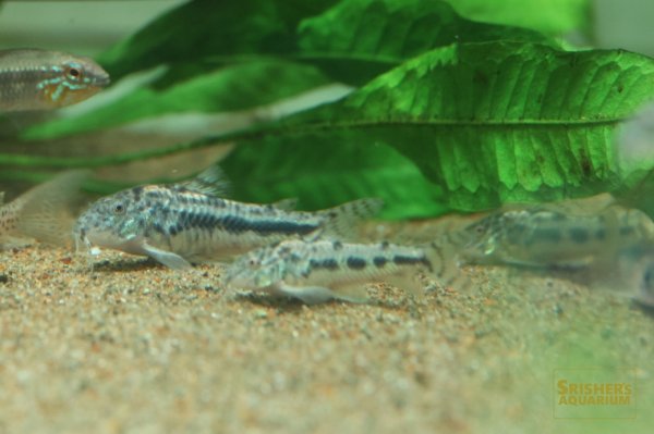 画像7: アスピドラス ライムンディ WILD