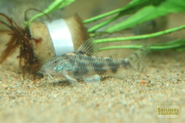 画像3: アスピドラス ライムンディ WILD