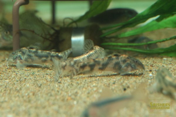 画像6: アスピドラス ライムンディ WILD