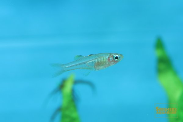 画像5: プシュードムギル イワントソフィ