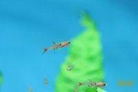 ボララス　ミクロス　レッド