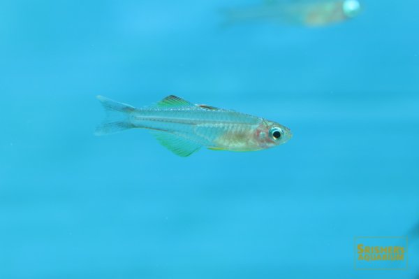 画像3: プシュードムギル イワントソフィ