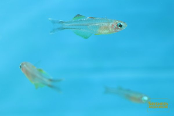 画像4: プシュードムギル イワントソフィ