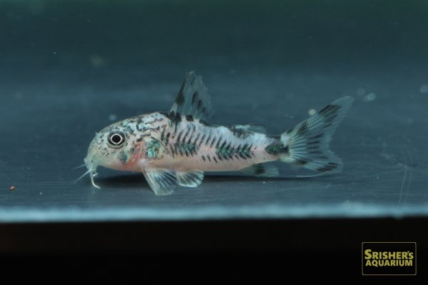 画像4: コリドラス フレーリッヒ