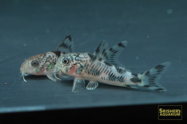 画像6: コリドラス フレーリッヒ