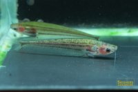 スマトラグラスキャット