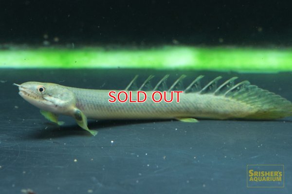 画像3: ポリプテルス　パルマス