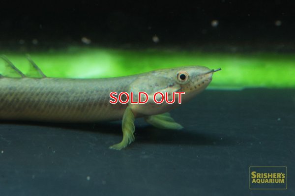 画像1: ポリプテルス　パルマス