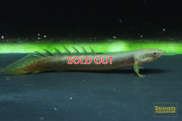 画像4: ポリプテルス　パルマス