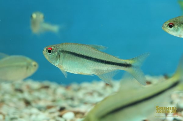 画像4: ハイフェソブリコン　シトラス