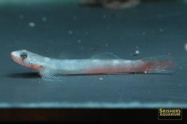 画像6: リップスティックゴビー