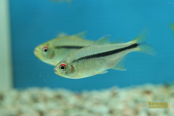 画像3: ハイフェソブリコン　シトラス