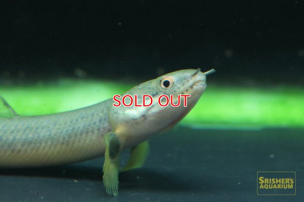 画像2: ポリプテルス　パルマス