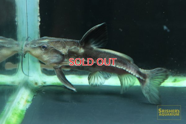 画像4: オキシドラスｘメガロドラス