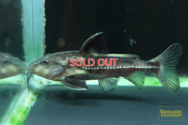 画像3: オキシドラスｘメガロドラス