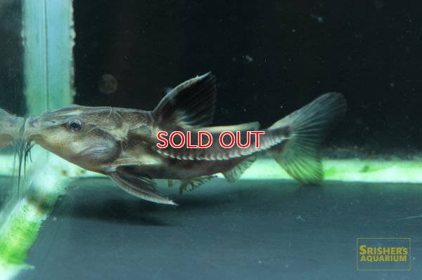 画像5: オキシドラスｘメガロドラス