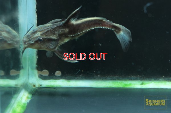 画像6: オキシドラスｘメガロドラス