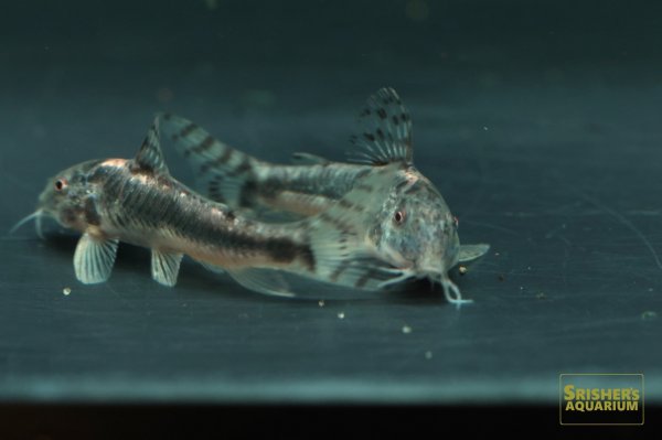 画像6: アスピドラス SP.アラグアイアチェッカー