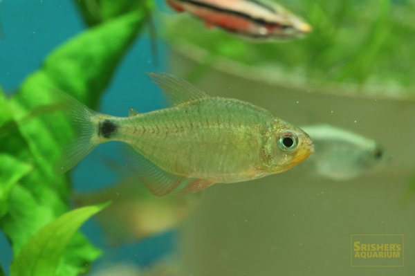 画像4: ニューキティテトラ WILD