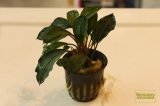 水草 ブセファランドラ sp. ディープブルー(POT)
