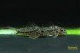 画像5: コリドラス　ニューノルデスチーニョ (5)