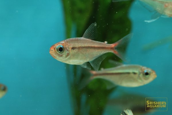 画像3: スカーレットムーンコギャルテトラ　