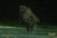 画像4: オスカー (4)