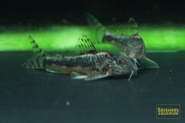 画像4: アスピドラス SP.アラグアイアチェッカー