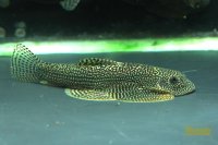 タイニースポットヒルストリームローチ