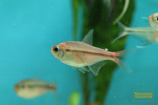 画像6: スカーレットムーンコギャルテトラ　