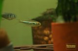 アズールホタルファラガテトラ