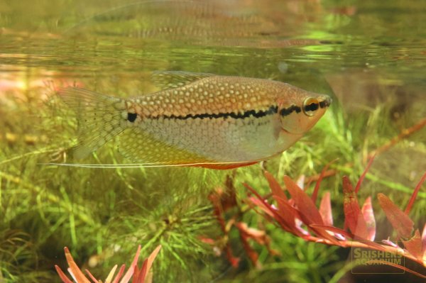 画像6: パールグラミー