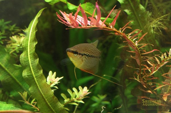 画像5: パールグラミー