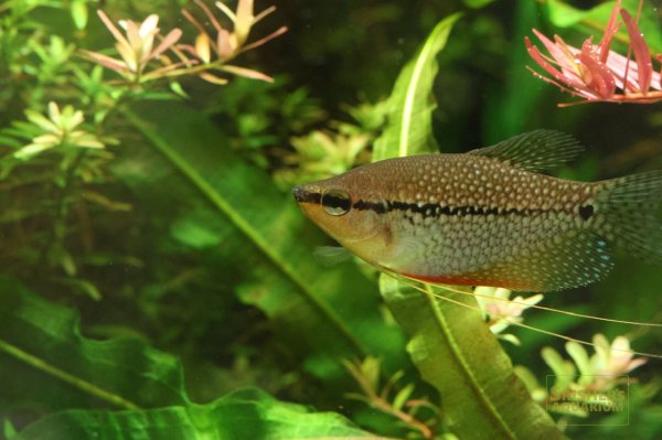 画像3: パールグラミー